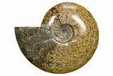 Polished Cretaceous Ammonite (Cleoniceras) Fossil - Madagascar #317881-1